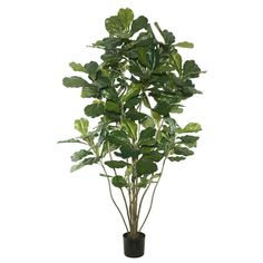 "This Artificial 6' Green Potted Fiddle Tree with 204 Leaves by Vickerman takes nature indoors with its realistic features and fine details. This vibrant Green Fiddle tree is maintenance-free and recommended for indoor use, measuring 72\" H x 35\" L x 35\" W. A great accent piece for your home or office, this Fiddle Tree brings nature indoors to liven up your area. Simply wipe the plant with a dry cloth to remove dust. This Potted Fiddle Tree features life size faux multi toned leaves and is sec Artificial Indoor Trees, Fiddle Tree, Fiddle Leaf Tree, Tree In Pot, Greenery Decor, Simple Tree, Ficus Tree, Indoor Trees, Fiddle Leaf Fig Tree