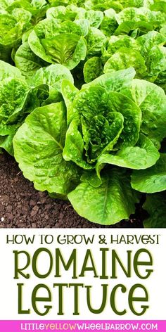 lettuce growing in the ground with text overlay reading how to grow and harvest romaine lettuce