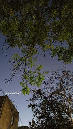 some trees and buildings under a blue sky