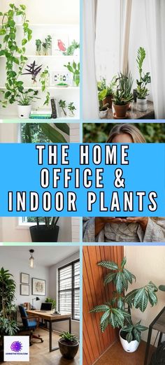 Did you know that having indoor plants in your workspace can significantly improve your well-being? 🌱 Not only do they look great, they help purify the air and boost your mood. Discover our top tips on how to make your home office a happier and healthier space to work in! 🏠✨