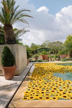 sunflowers are on the ground in front of a pool with water and palm trees