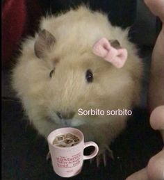 a hamster with a pink bow on its head next to a cup of coffee