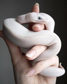 a person holding a fake snake in their hand