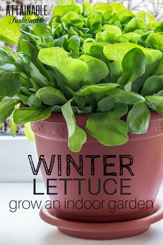 a potted plant sitting on top of a window sill with the words winter lettuce grow an indoor garden