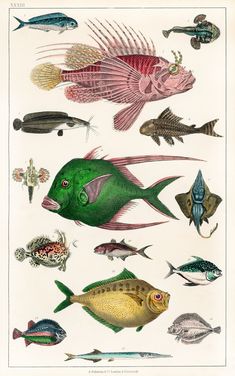 an illustration of different types of fish