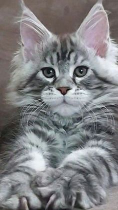 a gray and white kitten laying on top of a couch