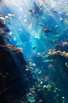 an aquarium filled with lots of different types of fish