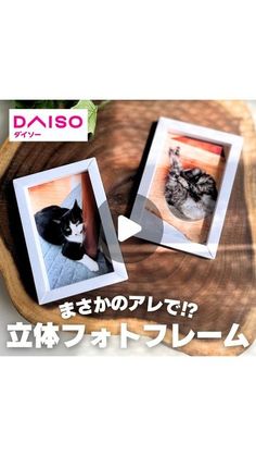 there are two pictures with cats in them on a wooden tray that says daiso