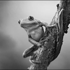 a black and white photo of a frog on a branch