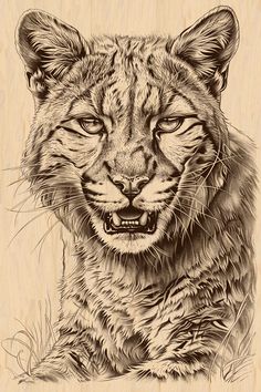 Lion Wildlife, Cat Laser, Wildlife Decor, White Artwork, Mountain Lion, Portrait Design, Viking Tattoos, Nature Wildlife, Drawing Artwork