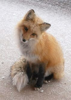 a red fox sitting on top of snow covered ground