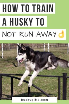 How to train a husky to not run away Husky Backyard Ideas, Husky Tips Pet Care, Haski Dog, Siberian Husky Training, Husky Facts