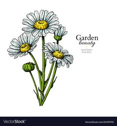 three daisies on a white background with the words garden beauty written below it in black and