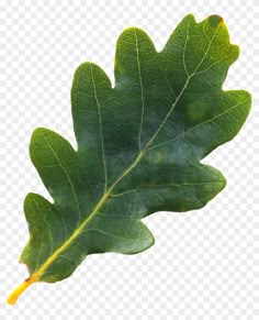 a green leaf on a white background, with no image to describe in the bottom right corner