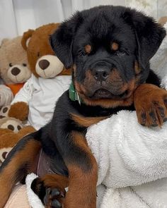 Rottweiler Dog Puppy, Rottweiler Breeders, Always By Your Side, Rottweiler Love, Rottweiler Lovers, Really Cute Puppies, Cute Animals Puppies, Very Cute Dogs, Rottweiler Puppies