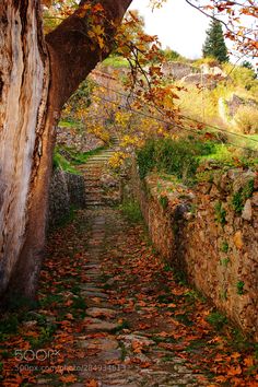 a stone path that is next to a tree with leaves on the ground and in front of it