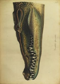 an illustration of a large alligator's head with its mouth open and teeth exposed