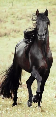 a black horse is running in the field with its hair blowing up and it's eyes open