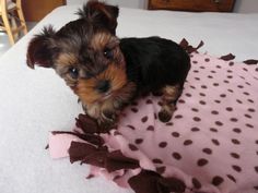 a small brown and black dog sitting on top of a bed next to a pink blanket