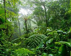 the jungle is full of green plants and trees