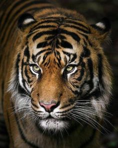 a close up of a tiger looking at the camera