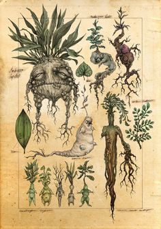 an old book with plants and animals on it