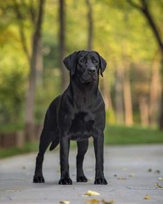 a black dog standing on the side of a road with trees in the back ground