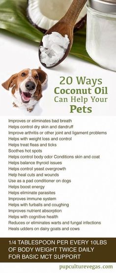 a poster with an image of a dog holding a spoon in it's mouth and the words, 20 ways coconut oil can help your pets