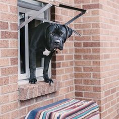 a dog sticking its head out the window of a brick building with a leash hanging from it's side