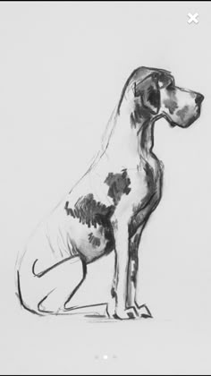 a black and white drawing of a dog sitting on the ground with its front legs crossed