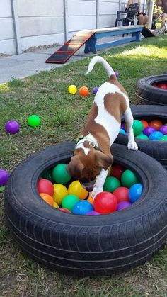 a brown and white dog standing on top of two tires filled with colored balls in the grass