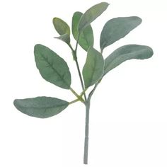 a plant with green leaves is shown against a white background