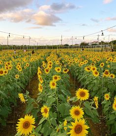 a field full of sunflowers with power lines in the background