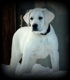 a large white dog standing in the snow