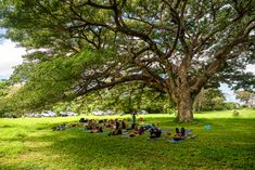 a group of people sitting under a large tree