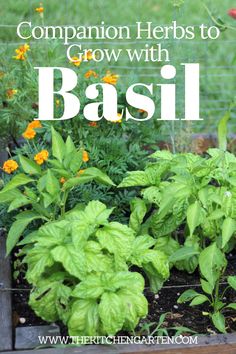 a garden with plants growing in it and the words companion herbs to grow with basil