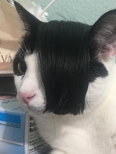 a black and white cat sitting on top of a table