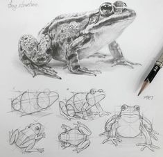 a drawing of a frog sitting on top of a table