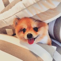 a small brown dog laying on top of a bed covered in pillows and blankets with its tongue hanging out