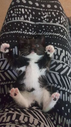 a black and white kitten sitting on top of a couch with its paws in the air