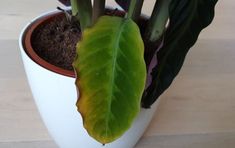 a potted plant with green leaves and dirt in it