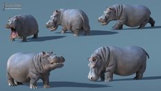 the hippopotamus is shown in four different poses, including one with its mouth open