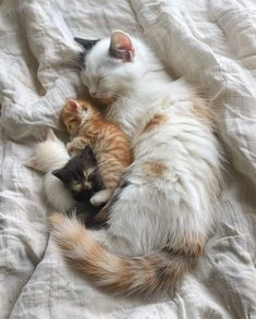 two cats cuddle together on a bed