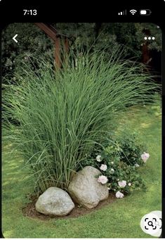 the grass is growing next to some rocks