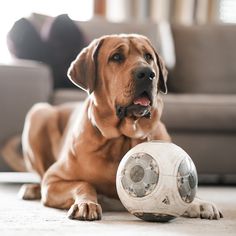 a dog laying on the floor next to a soccer ball