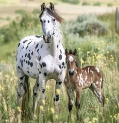 two horses standing next to each other on a lush green field with wildflowers