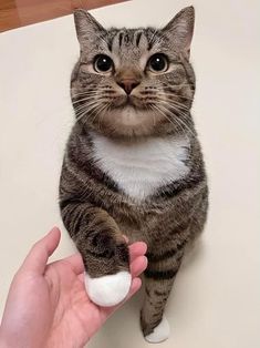 a cat sitting on top of a white table next to a person's hand