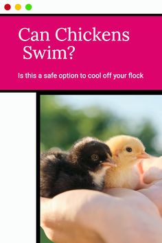 a person holding a baby chicken in their hand with the caption can chickens swim?