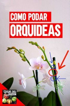 there is a plant with flowers in it and the words como podar orodeas