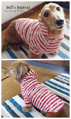 a dog wearing a red and white striped shirt on top of a rug next to another photo